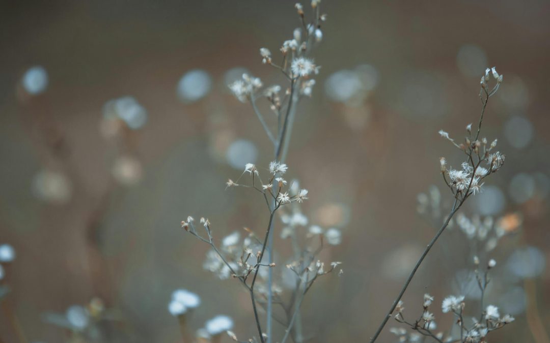 From School Counsellor to Self-Employed Therapist: My Journey of change